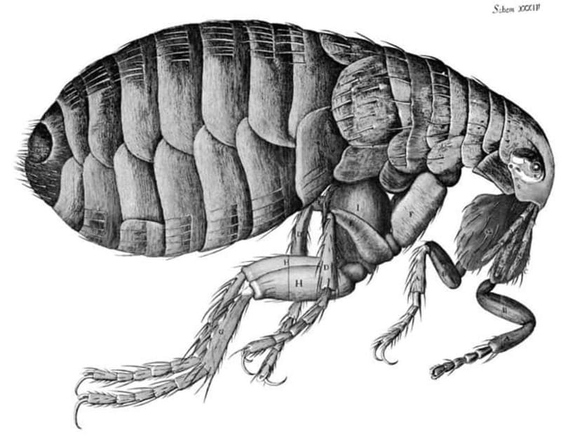Disastrous London: Plague, Fire, and Revolution - Key Highlights to Look Forward To