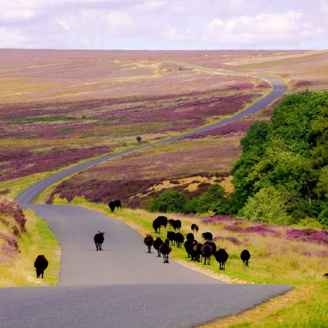 From London: The North York Moors with Steam Train to Whitby - Whitby Free Time: How to Use Two Hours in a Seaside Town