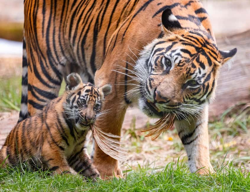 Golden Pass - London's All-In-One Sightseeing Ticket - London Zoo and SEA LIFE: Animals Without Overthinking It