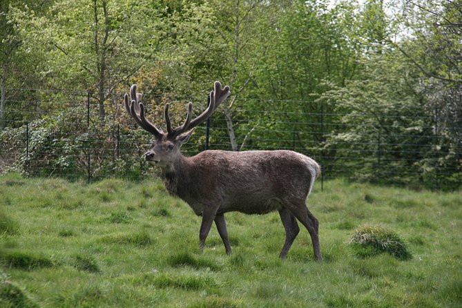 Hampton Court Palace Grounds Bike Tour - Bushy Park ride: deer, royal hunting grounds, and WWII-era stops