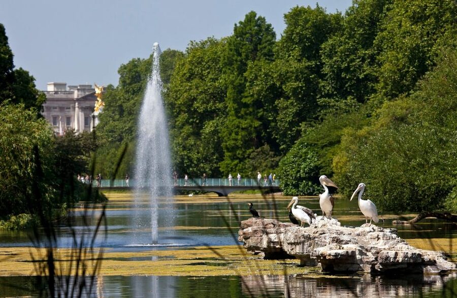 London: Buckingham Palace State Rooms & Royal Walking Tour - White Drawing Room and the Throne Room: ceremonial spaces that still function