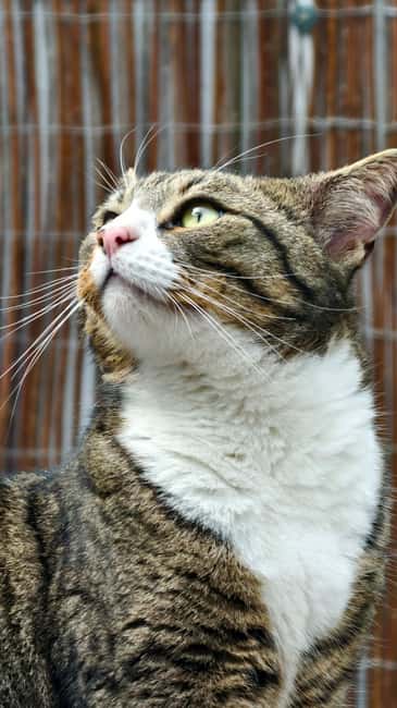 London Cat Cafe: Cat Lounge Entry Ticket - Key things I’d zero in on