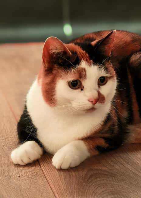 London Cat Cafe: Cat Lounge Entry Ticket - Meeting the 8 rescue cats: A lounge set up for comfort, not crowding