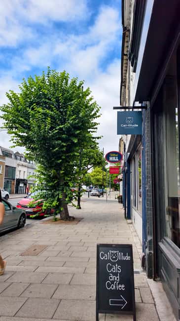 London Cat Cafe: Cat Lounge Entry Ticket - The garden area and cats’ retreat: Why fresh air changes the vibe