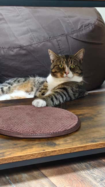 London Cat Cafe: Cat Lounge Entry Ticket - Who should book this cat lounge entry ticket?