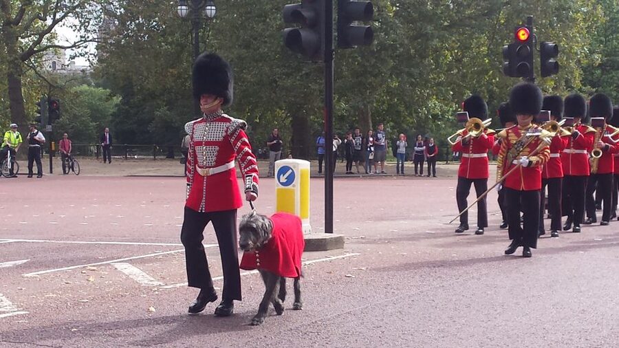 London: Changing of the Guard Walking Tour - Price and value: why $26 can be smarter than DIY gate time