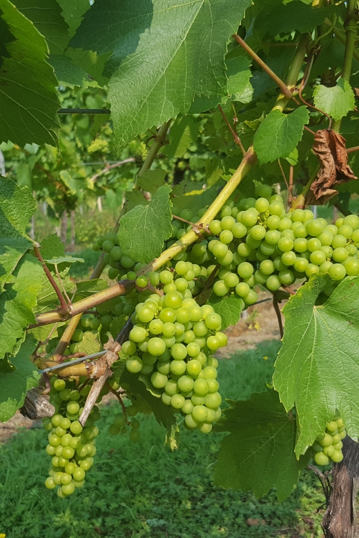 London: Full-Day English Wine Tour with Lunch - Key Things That Make This Tour Worth Your Day