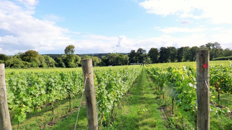 London: Full-Day English Wine Tour with Lunch - English Wine Tour, Real Day Out: Why This One Feels Different