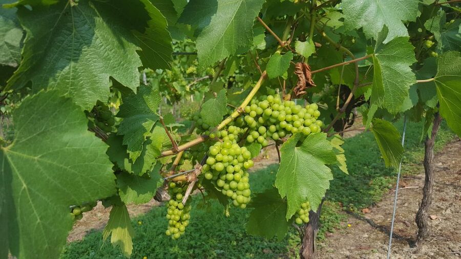 London: Full-Day English Wine Tour with Lunch - Price and Value: What You’re Really Paying For