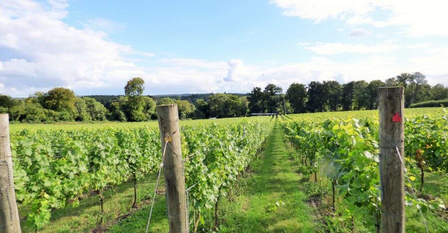 London: Full-Day English Wine Tour with Lunch - Meeting Near London Bridge: The Smooth Start You Want at 9 AM