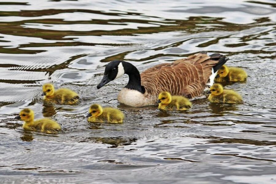 London: Hampton Court to Richmond River Thames Cruise - Key things to know before you go