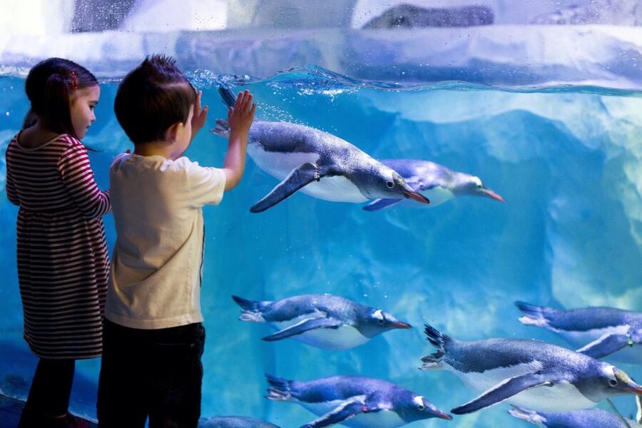 London: Madame Tussauds, London Eye & SEA LIFE Combo Ticket - Who this combo ticket is best for