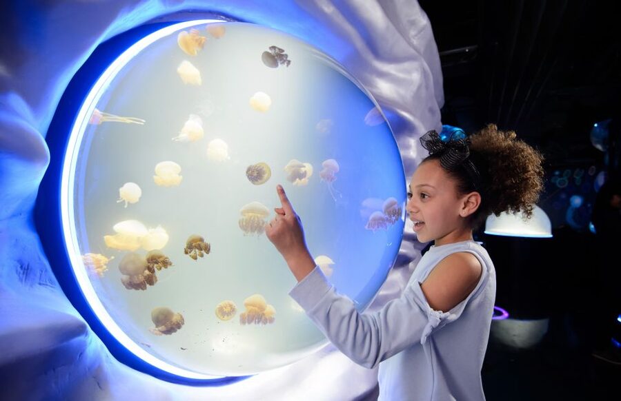 London: Madame Tussauds, SEA LIFE and London Dungeon Entry - Key Points I’d Prioritize Before You Buy