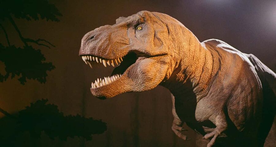 London: Natural History Museum Express Tour & Audio App - Who should book this Natural History Museum express tour