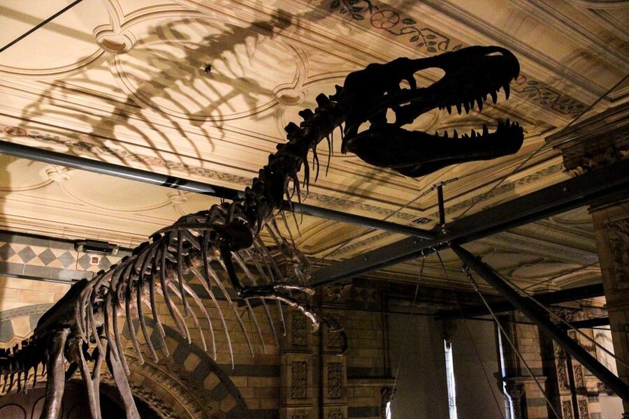 London: Natural History Museum Guided Tour - Should you book the London Natural History Museum guided tour?