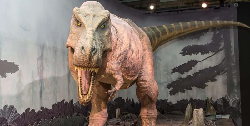 London: Natural History Museum Guided Tour w/ Priority Entry - Key things you’ll notice on this guided tour
