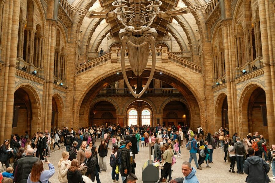 London: Natural History Museum Guided Tour - Iguanodon teeth to the Dodo skeleton: fossils that hit fast