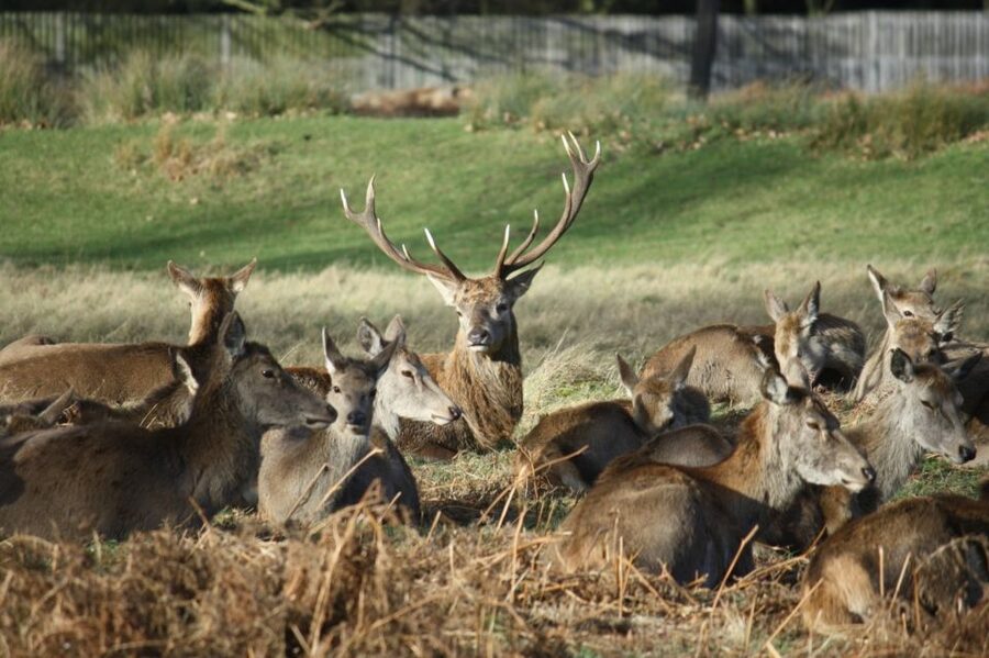 London: Royal Deer Park Bike Tour - Bikes, helmets, and what to bring (so you don’t feel stuck)