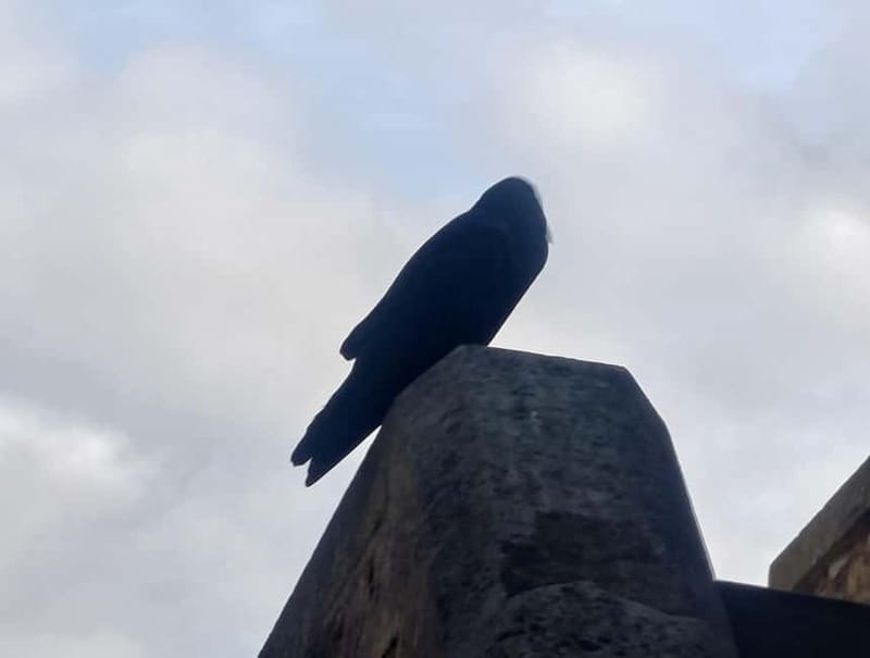 London: Tower of London and Tower Bridge Private Tour - Private tour setup: why whisperers help, and who this suits best