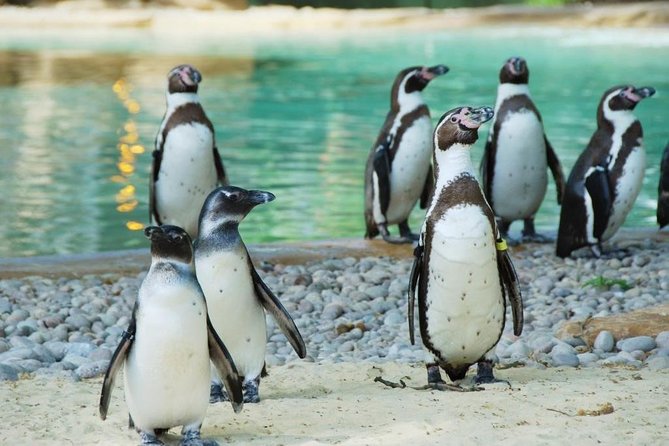 London Zoo: Entry Ticket - Key highlights at a glance