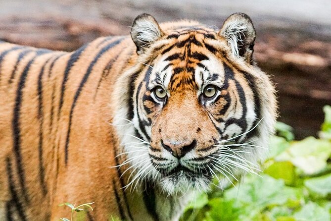 London Zoo: Entry Ticket - Tiny Giants and the coral reef tank: the surprise that changes your zoo day