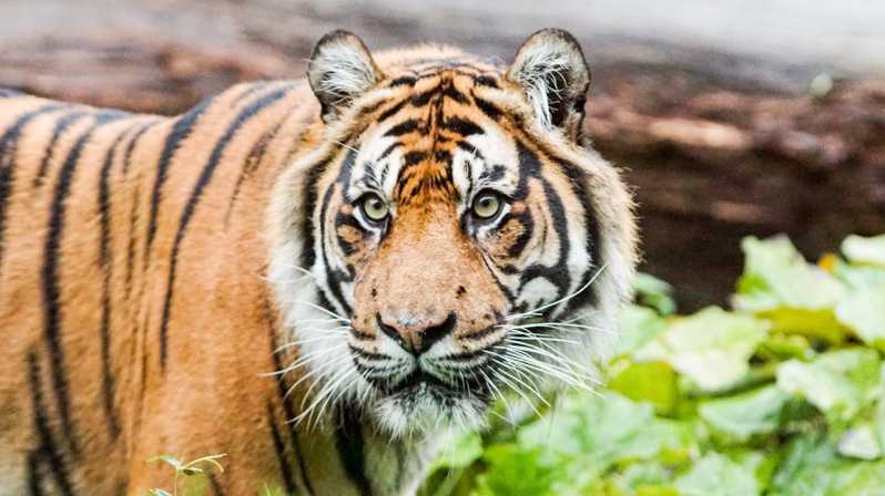 London Zoo: Entry Ticket - Giants of the Galápagos: tortoises and time you can actually feel