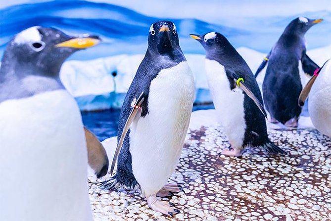 SEA LIFE London Aquarium Admission Ticket - Crowds, heat, and how to keep your day comfortable