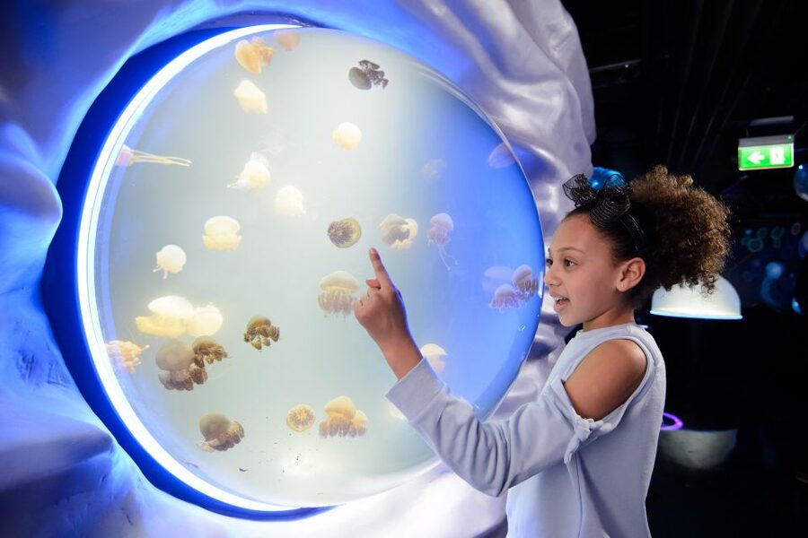 SEA LIFE London & DreamWorks Shrek's Adventure: Combo Ticket - The Creature Route: Coral Kingdom, Mangroves, Rainforest Adventure, and Ocean Invaders