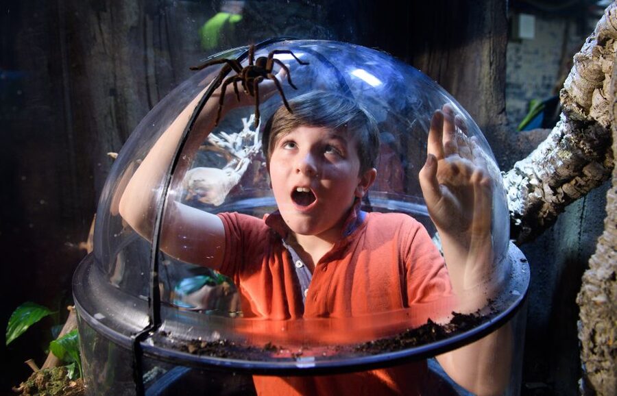 SEA LIFE London & DreamWorks Shrek's Adventure: Combo Ticket - Practical Tips to See SEA LIFE London Without Burning Your Energy