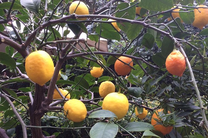 Secret Gardens of London Private Tour - A secret-garden day that stays practical (not chaotic)