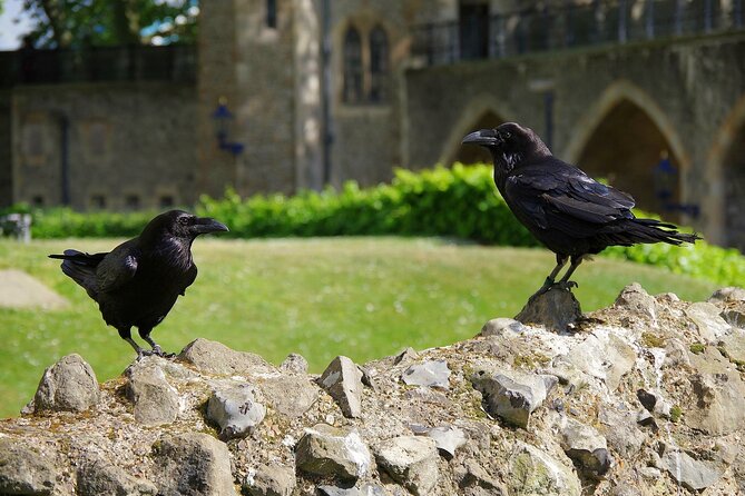 Tower of London Private Walking Tour - Stop 1: Tower of London grounds, murder holes, and the ravens’ lavish life