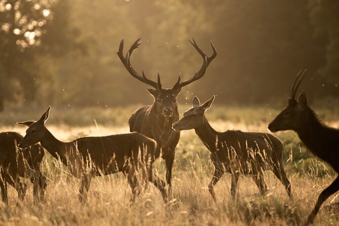 Wildlife Photography Workshop in Richmond Park in London - Key highlights I’d plan around