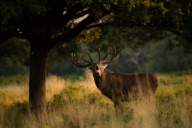 Wildlife Photography Workshop in Richmond Park in London - Richmond Park: why this deer-filled pocket of London works