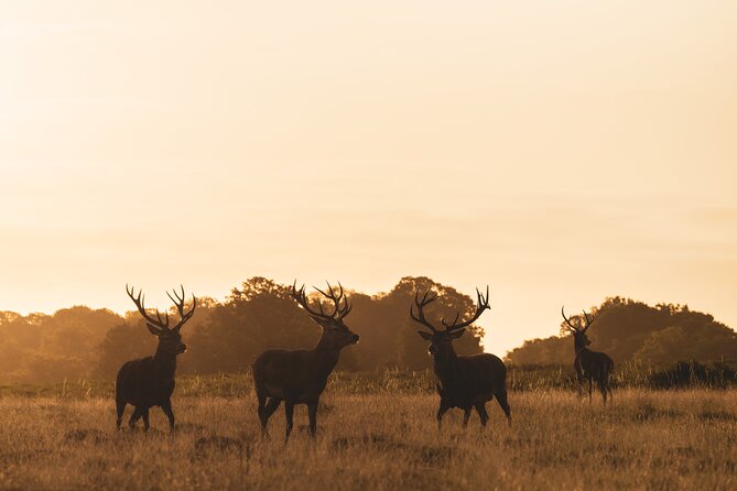 Wildlife Photography Workshop in Richmond Park in London - The in-field coaching: settings, framing, and a proactive mindset