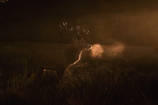 Wildlife Photography Workshop in Richmond Park in London - Evening light in Richmond Park: where the best shots usually come from