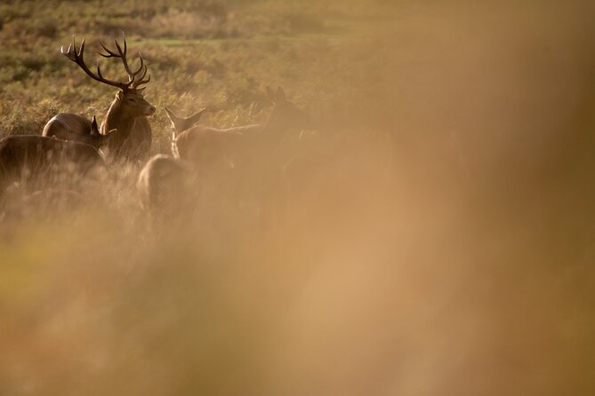 Wildlife Photography Workshop in Richmond Park in London - What you’ll photograph: deer, birds, and park backdrops that help your composition
