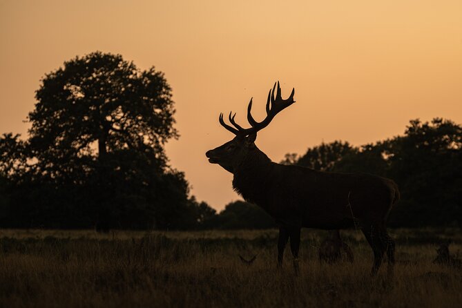 Wildlife Photography Workshop in Richmond Park in London - The camera side: what you’ll learn and how to apply it fast