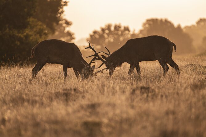 Wildlife Photography Workshop in Richmond Park in London - Group size and pacing: why max 8 matters for results